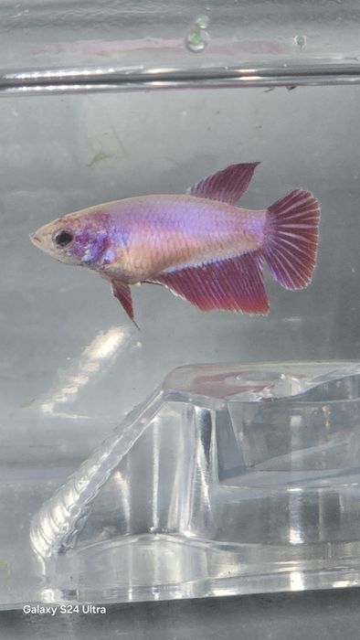 Tenho varios peixes bettas varias cores  com muita qualidade..
