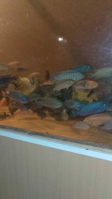 Продається акваріумні рибки.