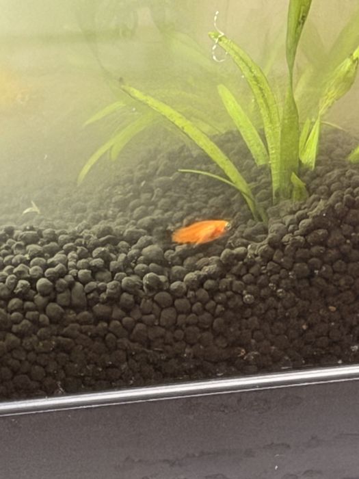 platys por neocaridina