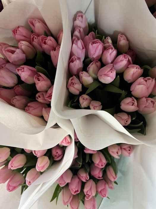 ЦИБУЛИНИ тюльпанів після вигонки у теплиці