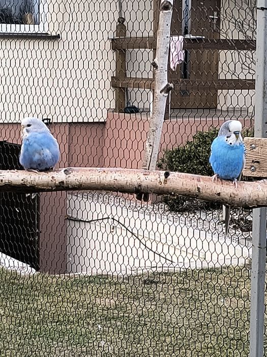 Sprzedam Papużki faliste