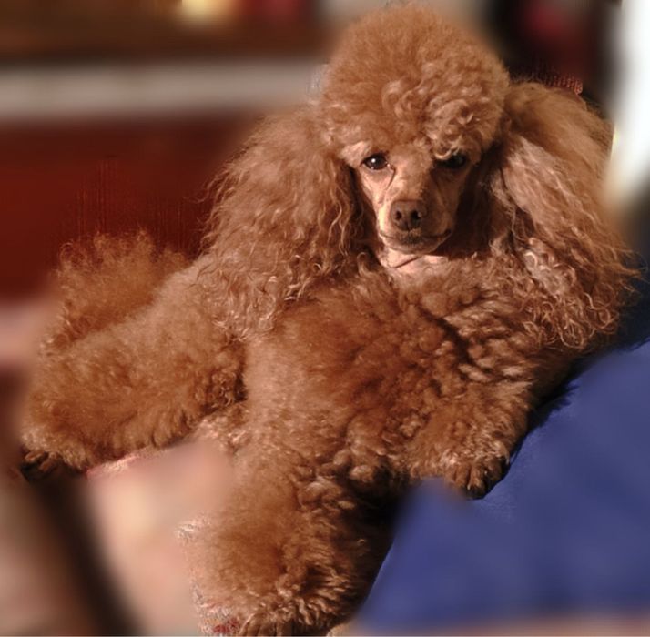 Той пудель цуценята КСУ FCI