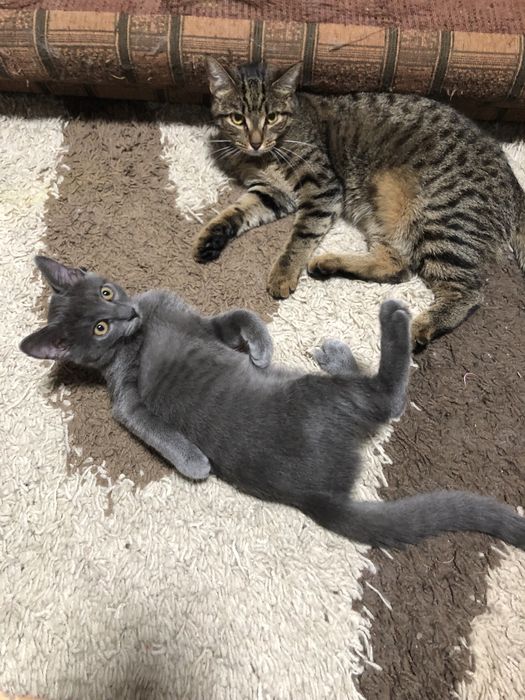 Маленький Бобчик шукає родину!