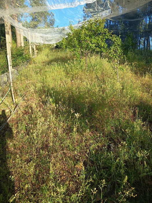 Limpeza de terrenos agricolas