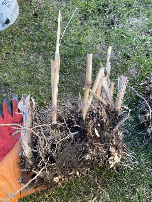 Miskant olbrzymi sadzonka