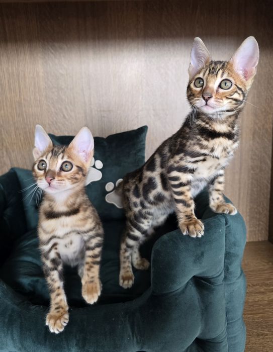 Бенгальські кошенята бенгал породні котята котик