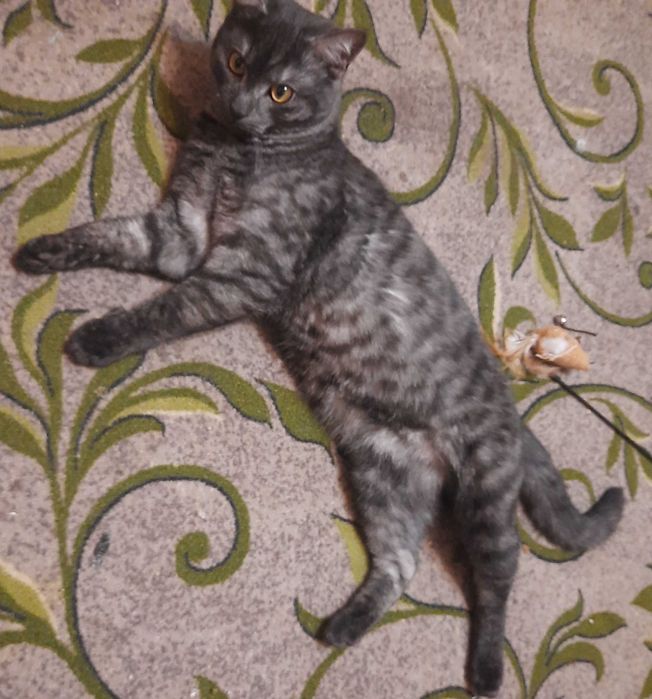 Котик Графіт  Стерилізований.