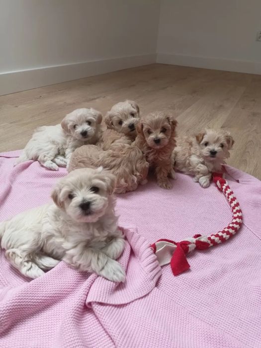 Мальтипу - ідеальна порода для дітей і алергіків Мальтипу ф1 і ф2