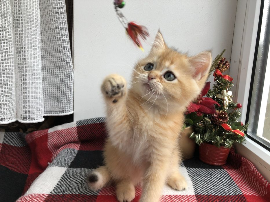 Прямовушик шотландський  золотий