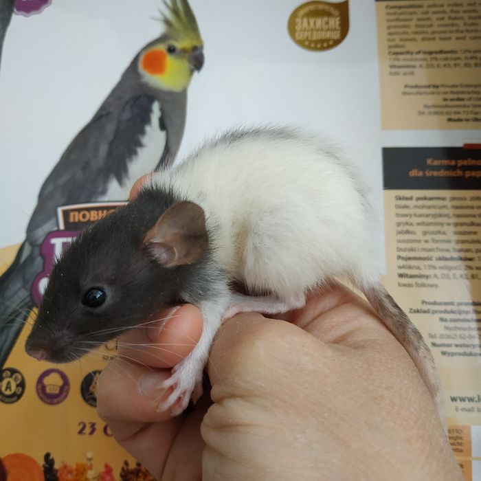 Крыски крысята разные животные грызуны крыса криса щур пацюки свинки х