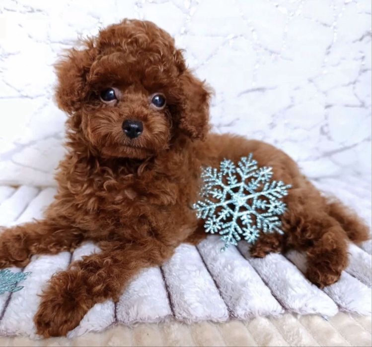 Girl toy poodle China deliveri