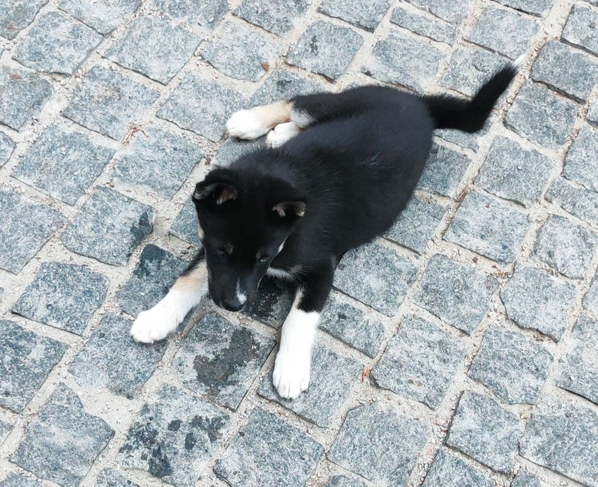 Дівчинка акіта - запитуйте