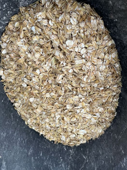 Sprzedam pszenicę, pszenżyto, jęczmień, kukurydza,owies