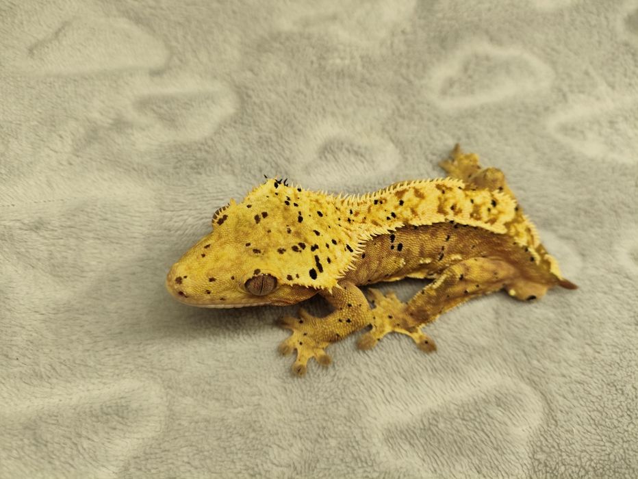 Para gekonów orzesionych Red brindle dalmatian i Orange super dalmatia