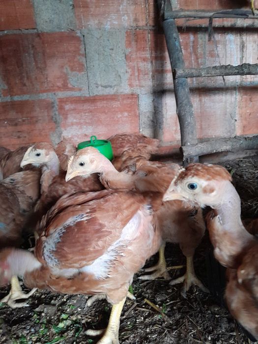 Pintos de galinhas poedeiras