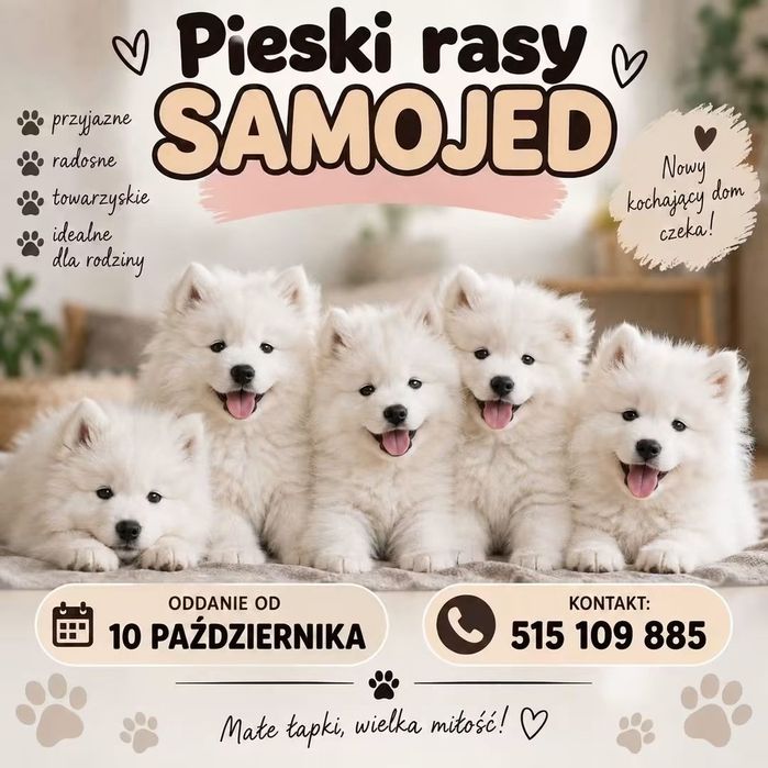 ODDAM Psy rasy samojed