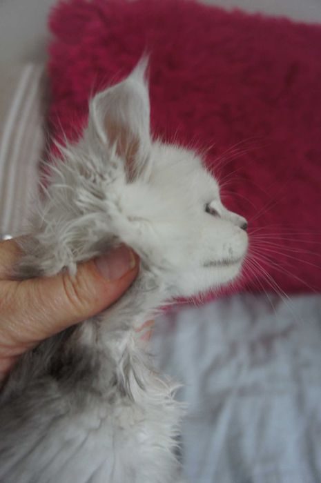 kotka Maine Coon  -FPL  bardzo jasne srebro - ojciec shaded - 6 mes.