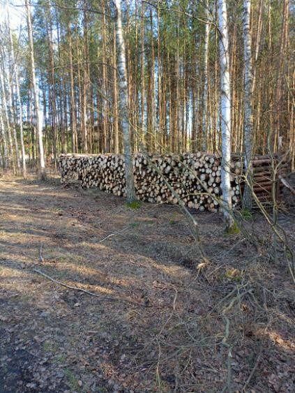 Sosna opałowa 45mp