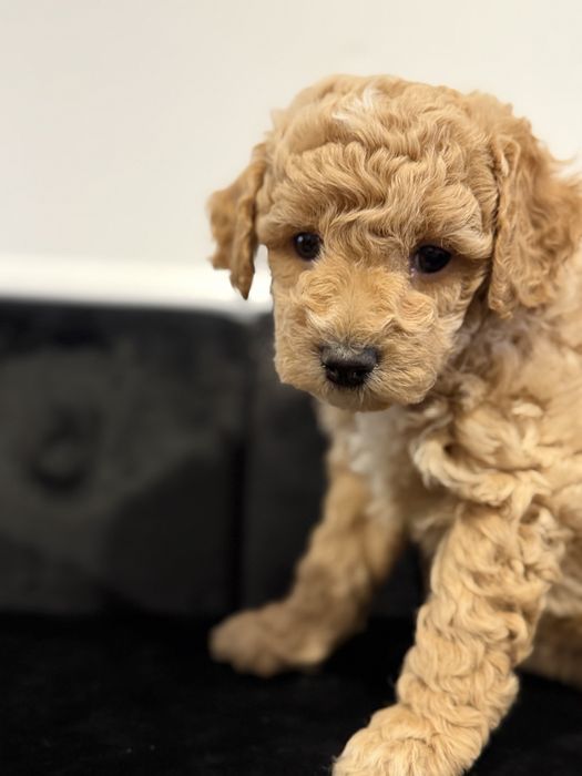 Bochpoo Poochon Maltipoo