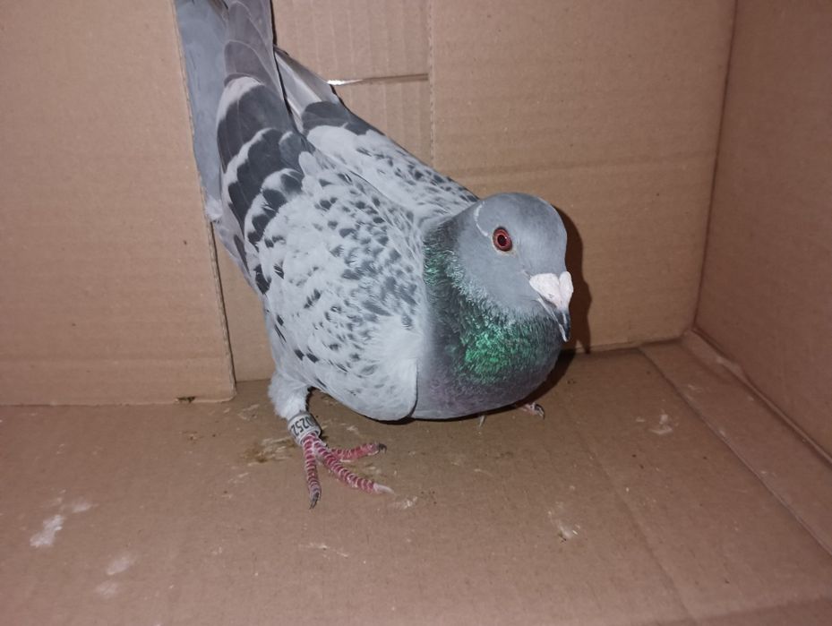 Pombos correios para venda devidamente anilhados com os respectivos ca