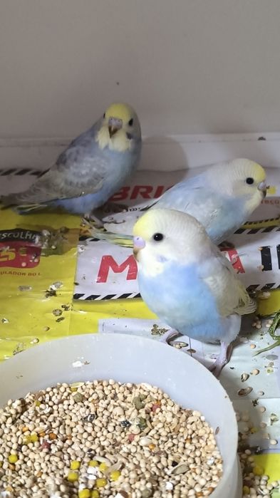 Periquitos australianos
