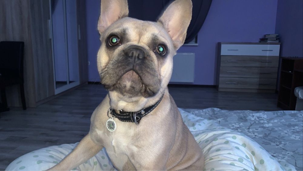 Французький бульдог в’язка