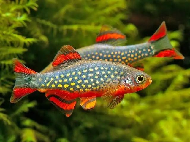 Razbora GALAXY (Danio Margaritatus) – Ryba jak rozgwieżdżone niebo!