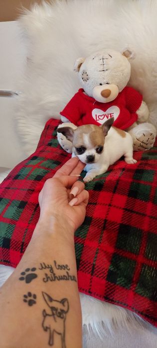 ZAREZERWOWANA !!! CUDNA Mini sunia Chihuahua