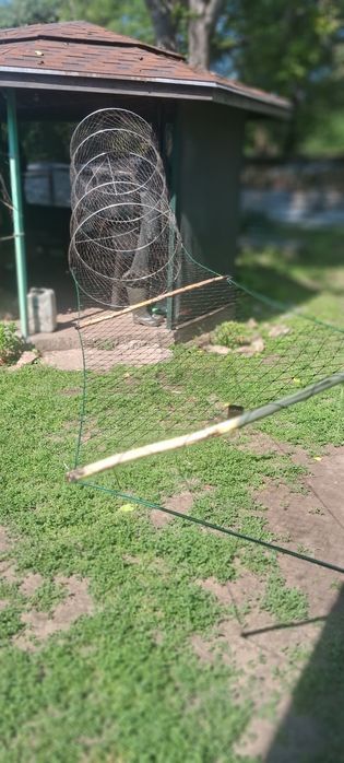 Жак. К.р.ы.л.а.ч, я.т.е.р.я.