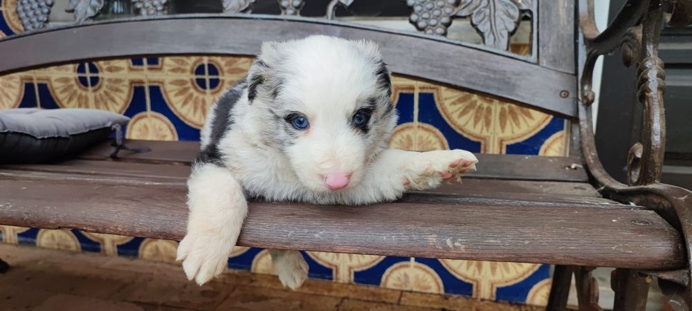 Border collie macho puro merle olhos azuis