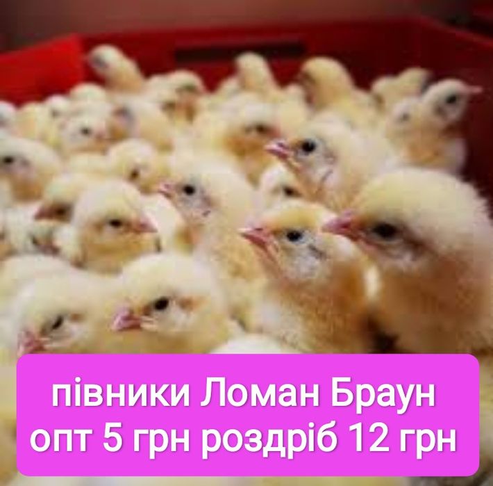 Добові курчата півники суточні петушки