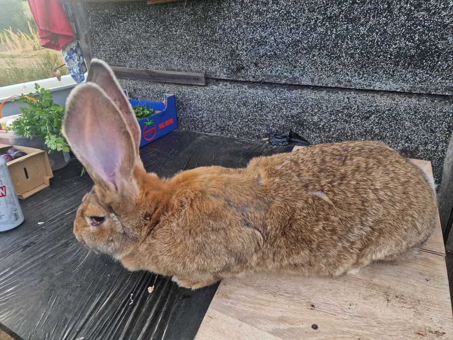 Kroliki olbrzymy belgijskie