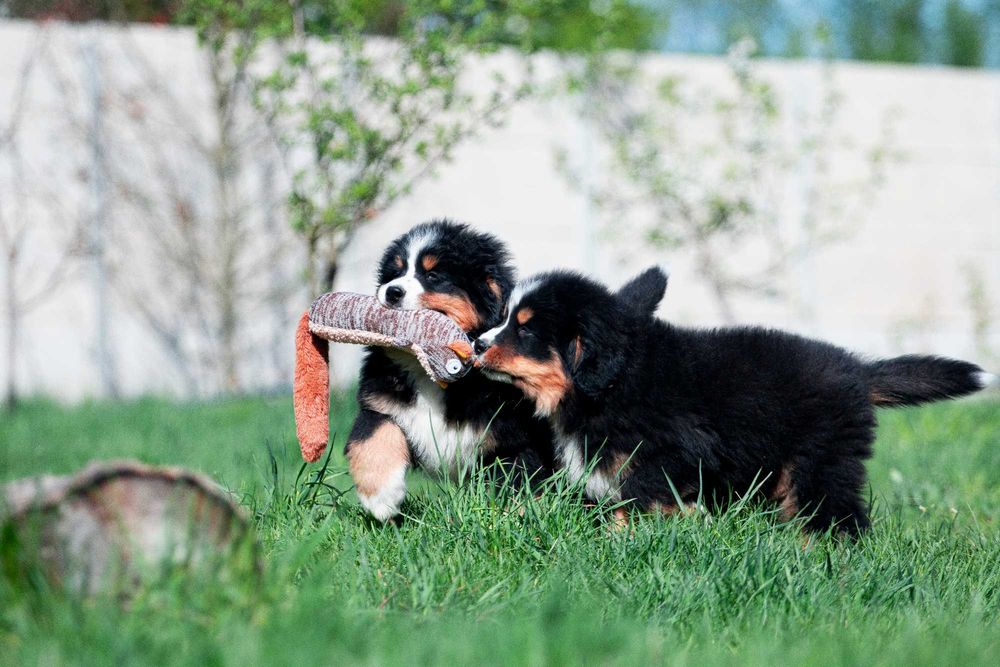 Щенки Бернского зенненхунда