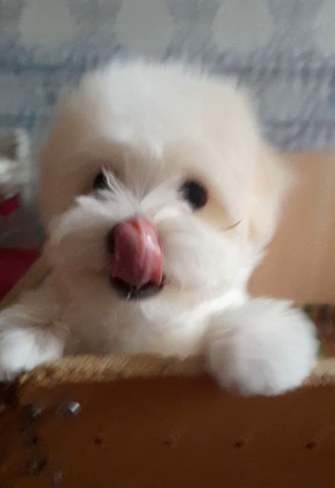 Великолепный мальчик ККУ готов к переезду в новый дом