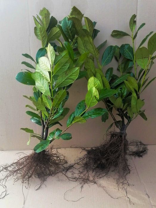 LAUROWIŚNIA Novita 10 szt