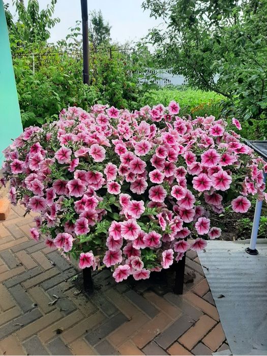 Петунія Тайдал Tidal