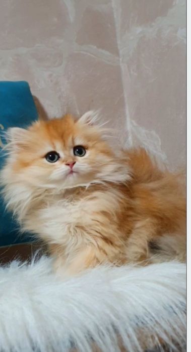 Золотая британская длинношерстная шиншилла