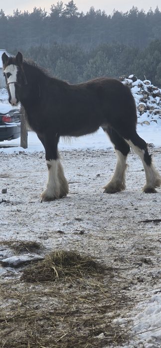 Ogierek Shire 7 miesiecy