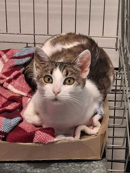 Zyzia- koteczka do adopcji