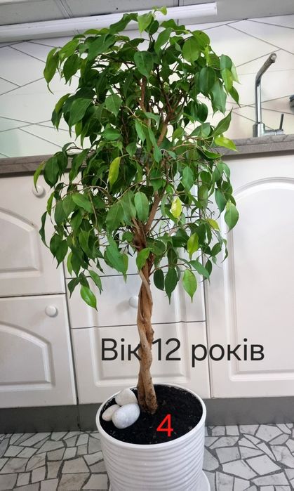 Дизайнерський фікус бонсай