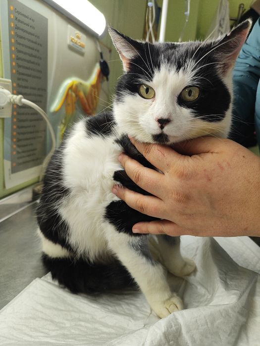 Стерилизация животных без швов и бандажей без обработки