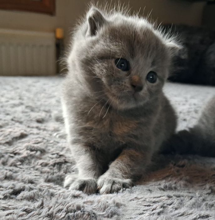 Kot brytyjski kocurek rezerwacja