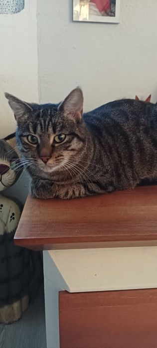 Patty 2.5 roczna koteczka do adopcji