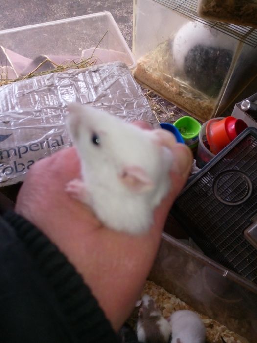 Декоративные цветные крыски