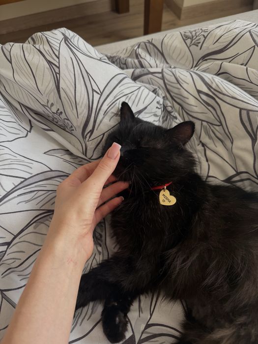 Котик шукає родину