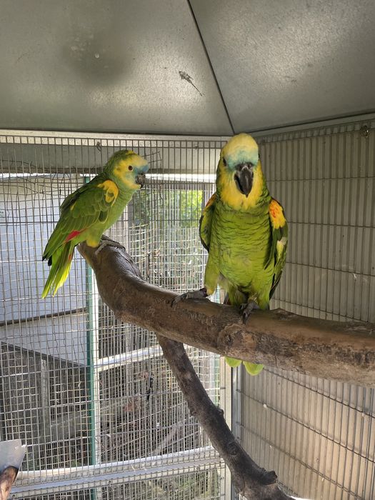 Vendo casal Papagaios aestiva