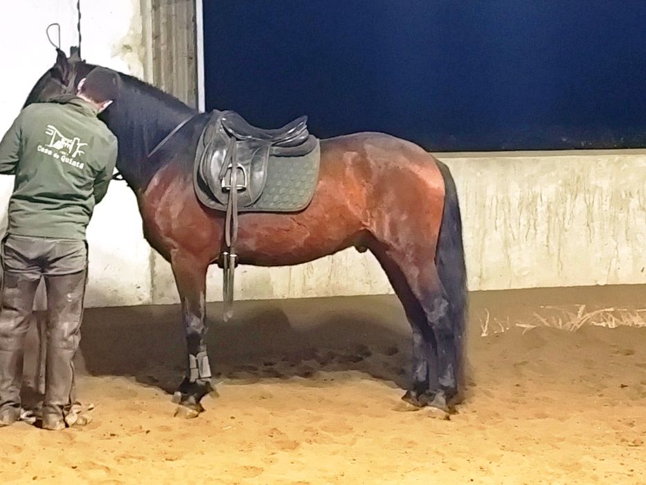 Poldro letra R 4 anos