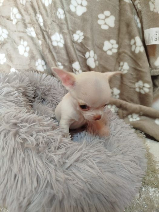 Chihuahua fêmea pelo curto