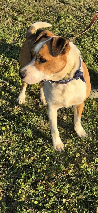 Piesek około trzy lata