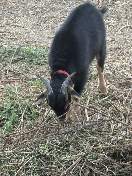 Cabrito raça 9 meses melhor oferta
